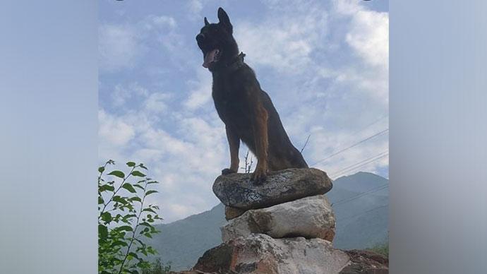 Indian Army pays tribute to martyred assault dog ‘Zoom’.