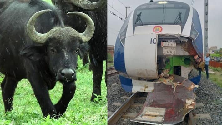 Vande Bharat not safe for animals ? : Hits a cow day after hitting buffaloes.