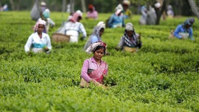 International Tea Day : चाय उत्पादन में भारत का विश्व में दूसरा स्थान