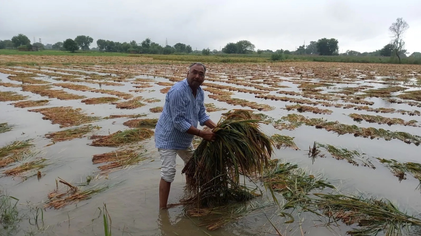 Rainfall Damages Crops: राजस्थान के किसान, सरसों-आलू समेत इन फसलों को भारी नुकसान