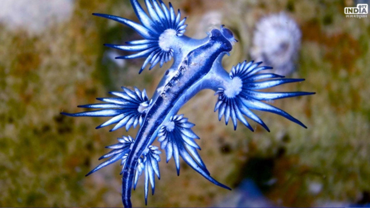 Blue Dragon Fish
