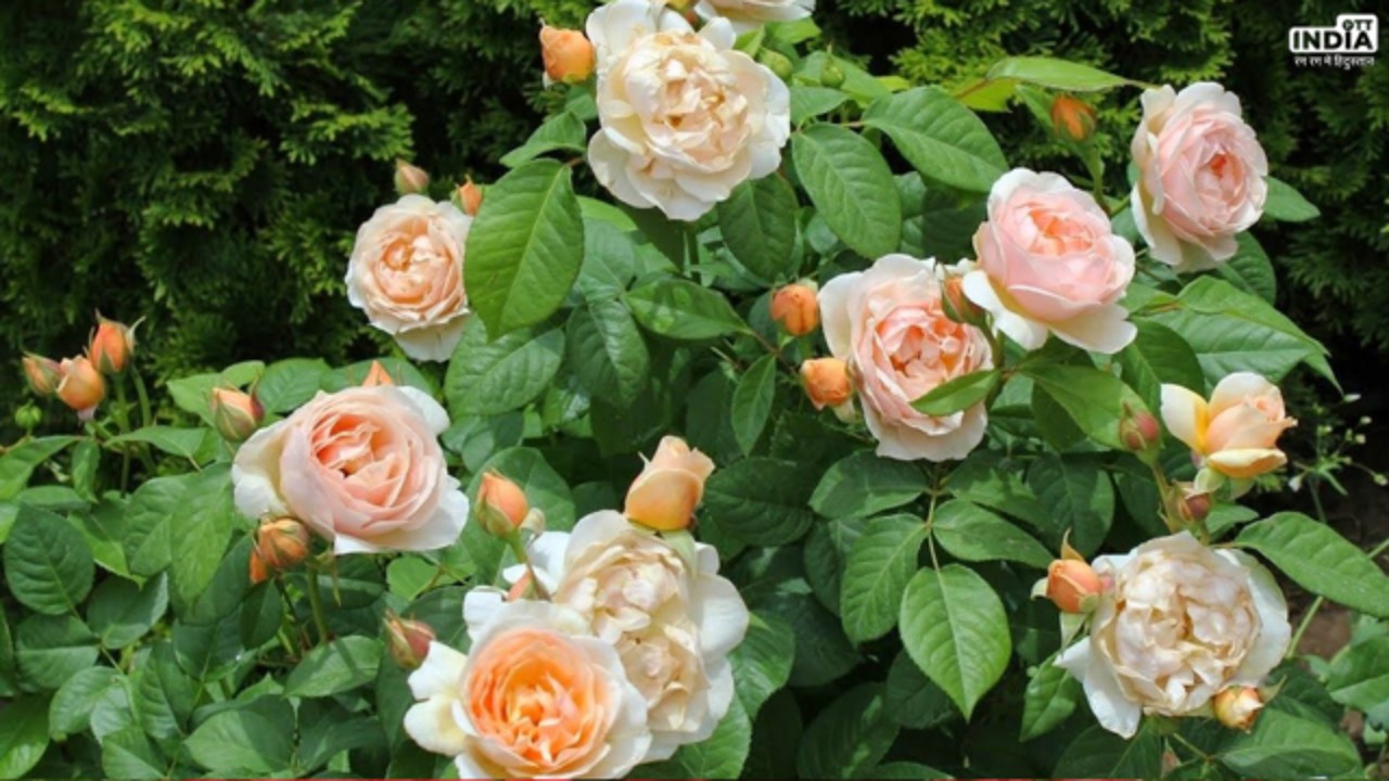 World Most Expensive Rose: यह है दूनिया का सबसे महंगा गुलाब, एक गुलाब की कीमत 90 करोड़