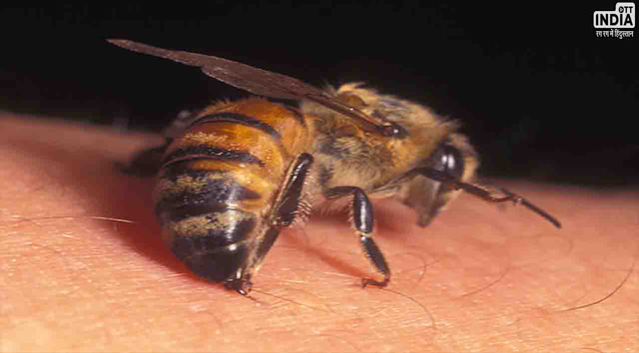 पानी के साथ गलती से युवक ने निगल ली मधुमक्खी, कुछ देर बाद हो गई मौत