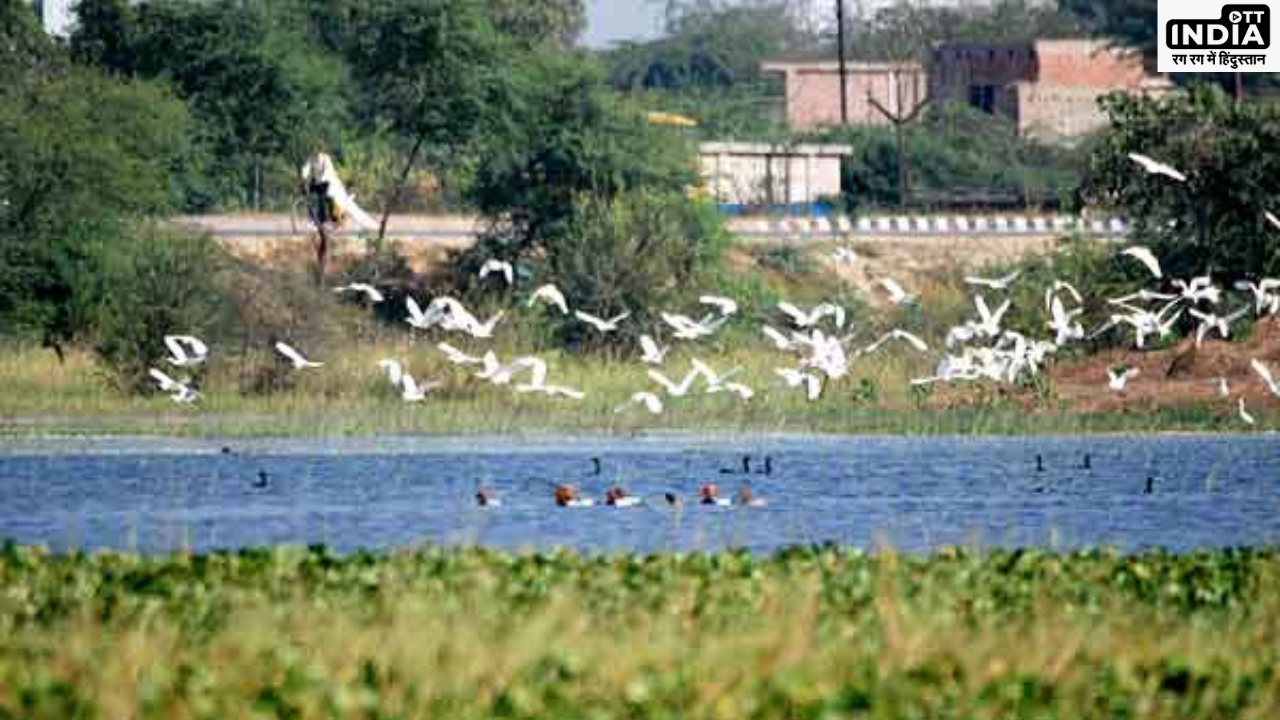 Nawabganj-Bird-Sanctuary Unnao: नवाबगंज-पक्षी-अभयारण्य है 250 से अधिक प्रजातियों के पक्षियों का घर, जरूर देखें