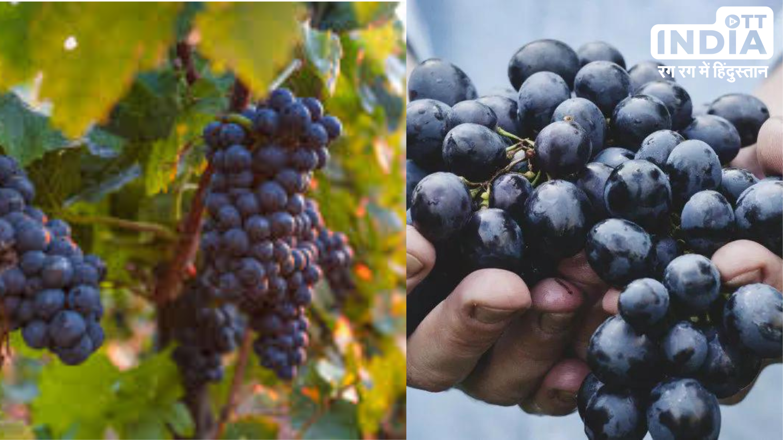 Black Grapes Benefits:  काले अंगूर खाने के फायदे जानकर अभी ही दौड़ पड़ेंगे बाज़ार , बच्चों से लेकर बूढ़ों तक के लिए है फायदेमंद