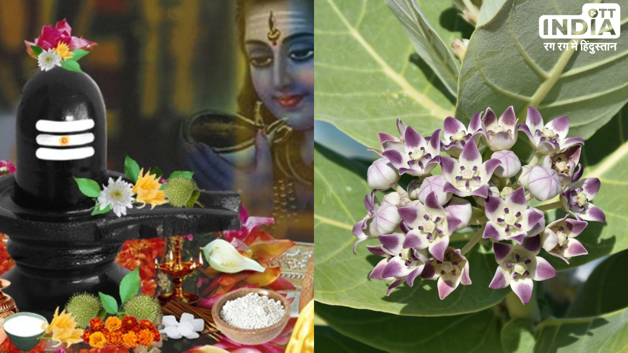 Mahashivratri 2024: आक का फूल है भोलेनाथ को बहुत प्रिय, जानिये इसके अनगिनत हेल्थ बेनिफिट्स
