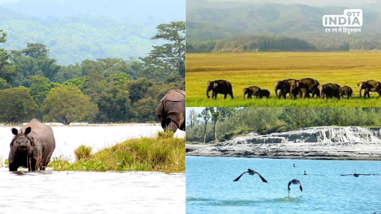 National Parks in Assam: ये हैं असम के छह मंत्रमुग्ध कर देने वाले राष्ट्रीय उद्यान, एक बार जरूर जाएँ