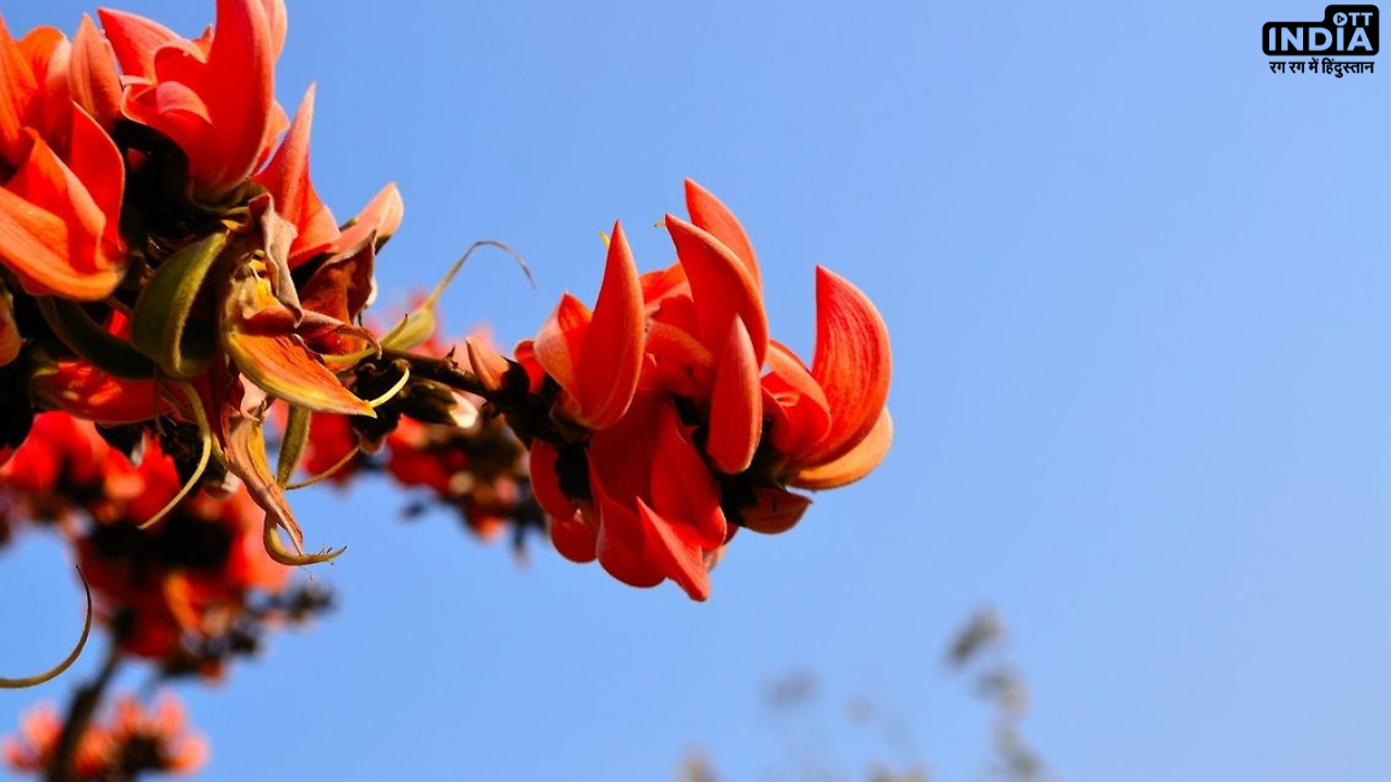 Kesudo Flower in Holi: होली में करें केसुडा के फूल का इस्तेमाल, होंगे ऐसे फायदे जिनकी उम्मीद भी नहीं होगी