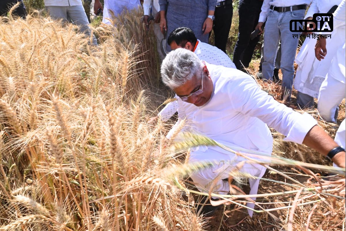 Loksabha Election 2024 Alwar Rajasthan : वोटों की फसल के लिए नेताजी के जतन…खेत में बहाया पसीना, काटी गेहूं की फसल