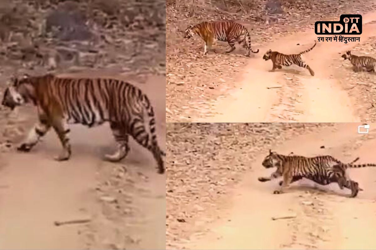 Tigress Seen With Cubs MP : चक्रधरा की शावकों संग चहलकदमी…एमपी के बांधवगढ़ टाइगर रिजर्व में रोमांचित हुए सैलानी