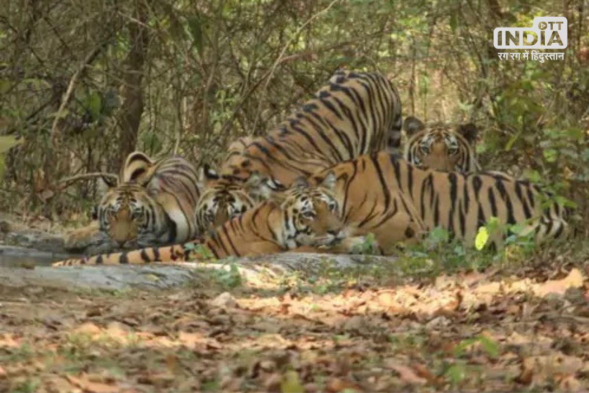 Kanha Tiger Researve Mandala कान्हा नेशनल पार्क हुआ बाघों से गुलजार, एक साथ 19 बाघों को देखकर पर्यटक रोमांच से भरे