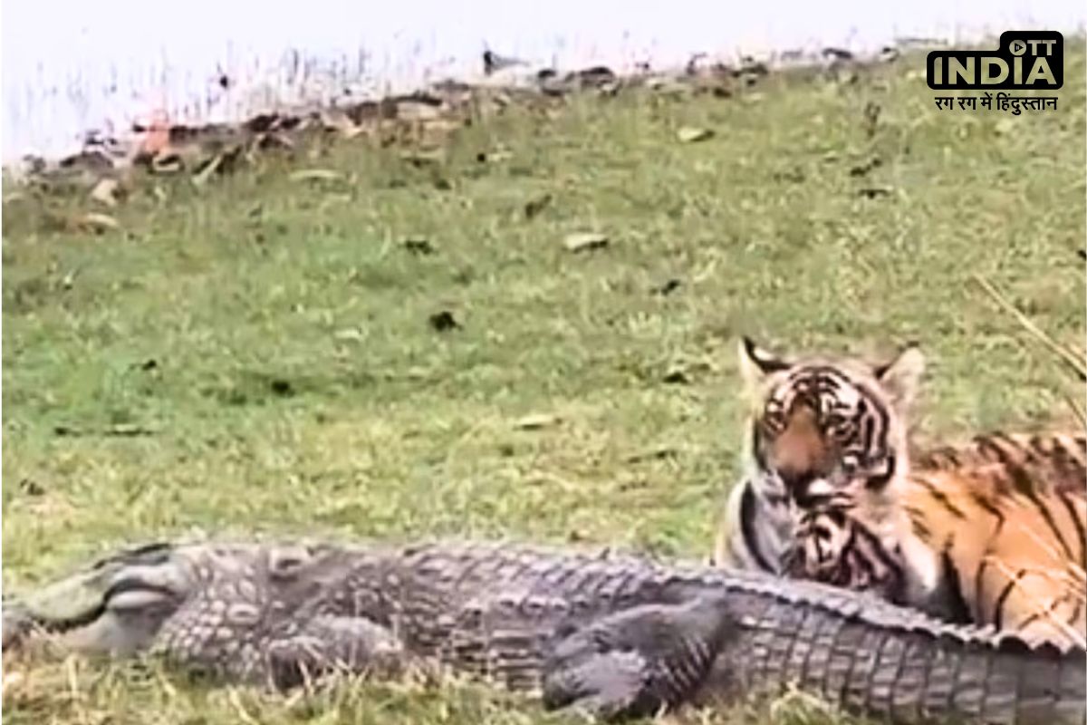 Tigress Killed Crocodile : जंगल में राजा शेर ही नहीं बाघिन भी भारी, मगरमच्छ का किया शिकार