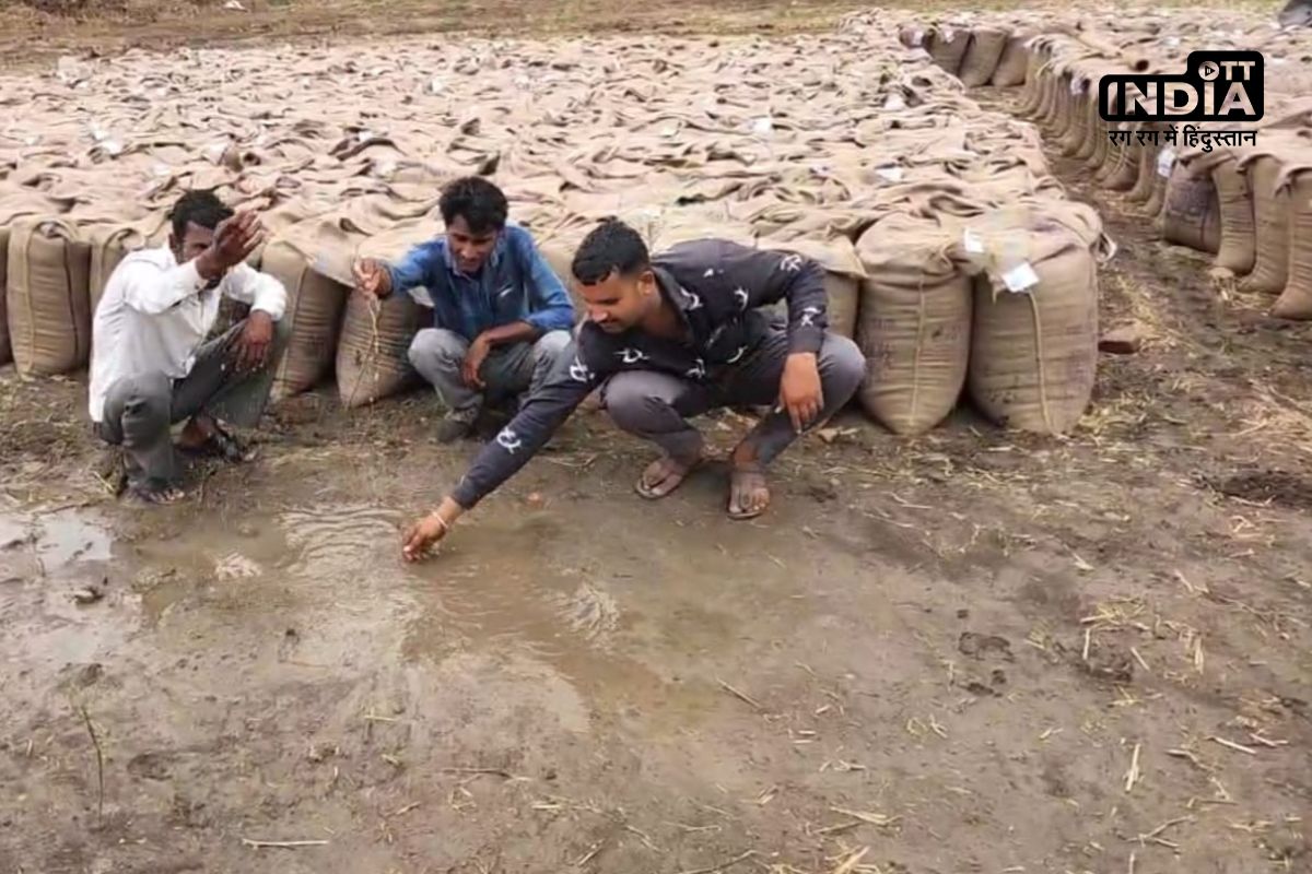 Havoc Of Rain In MP: मध्यप्रदेश में मौसम का कहर, बेमौसम बारिश में प्रशासन की लापरवाही से किसानों की मेहनत पर फिरा पानी! जानिए इस खबर में