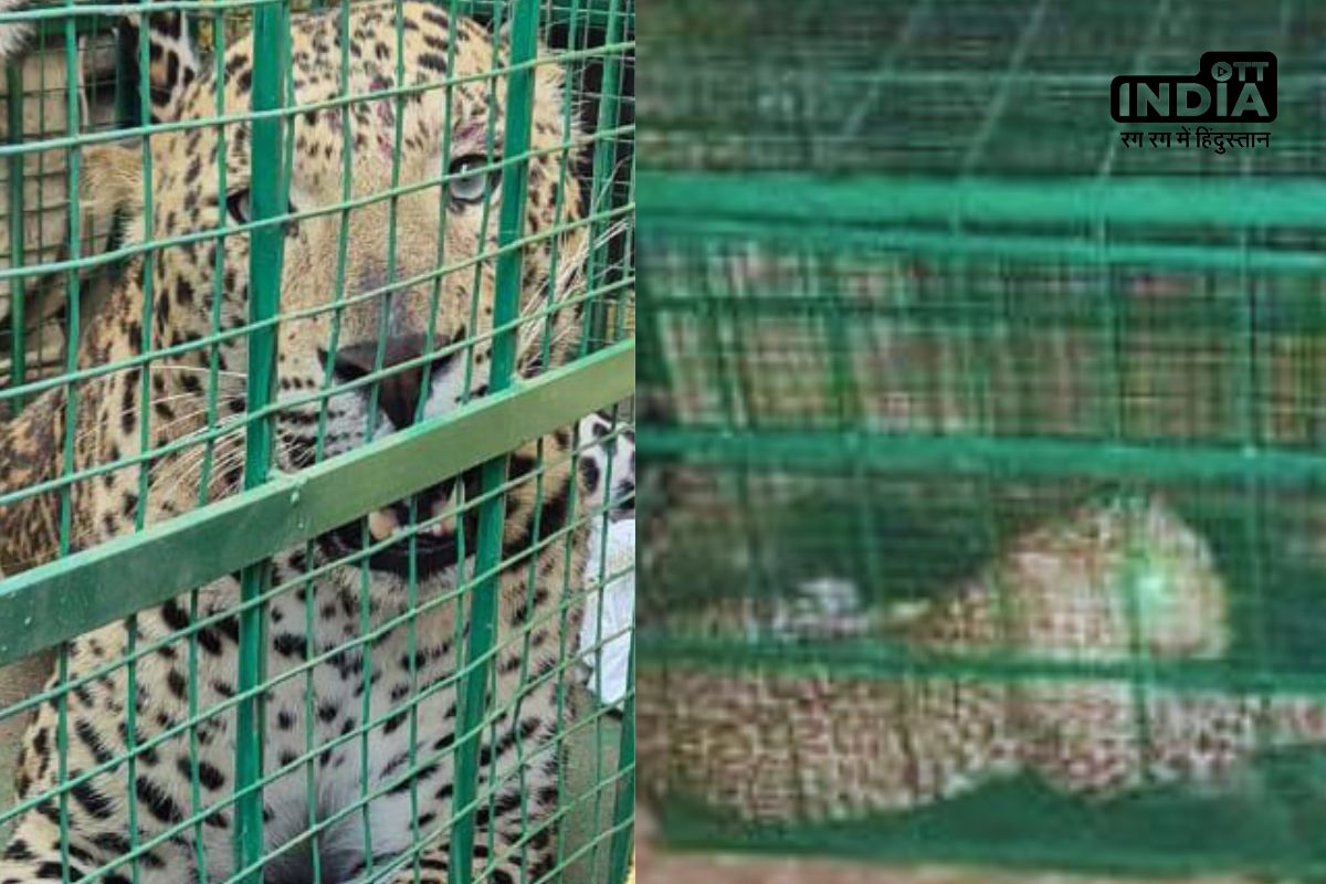 Caught the Panther : आखिरकार पिंजरे में कैद हुआ पैंथर, दो दिन से दे रहा था चकमा