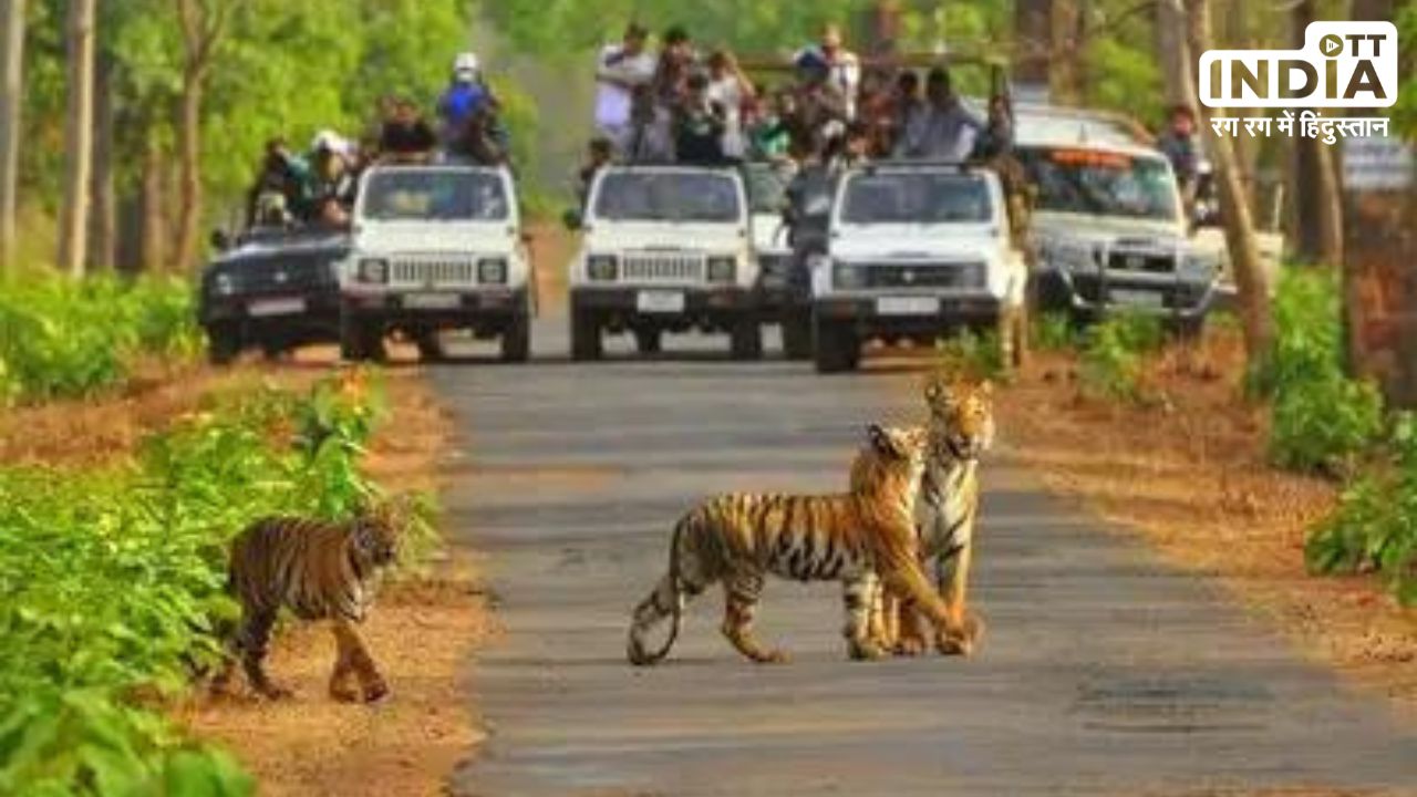 Sariska Tiger Reserve: राजस्थान का यह टाइगर रिज़र्व पर्यटकों और प्रकृति प्रेमियों के लिए है आकर्षण का केंद्र