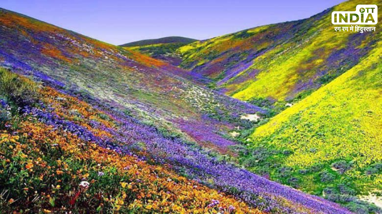 Yumthang Valley: मई की गर्मी की छुट्टियों में जरूर घूमें सिक्किम की युमथांग वैली, यहाँ फूलों की घाटी है अद्भुत