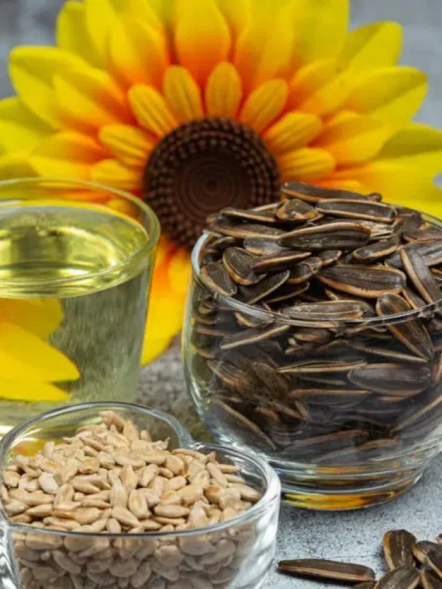 Sunflower Seeds Benefits: सूरजमुखी का बीज है पोषक तत्वों का खजाना, कई रोगों से दिलाता है राहत
