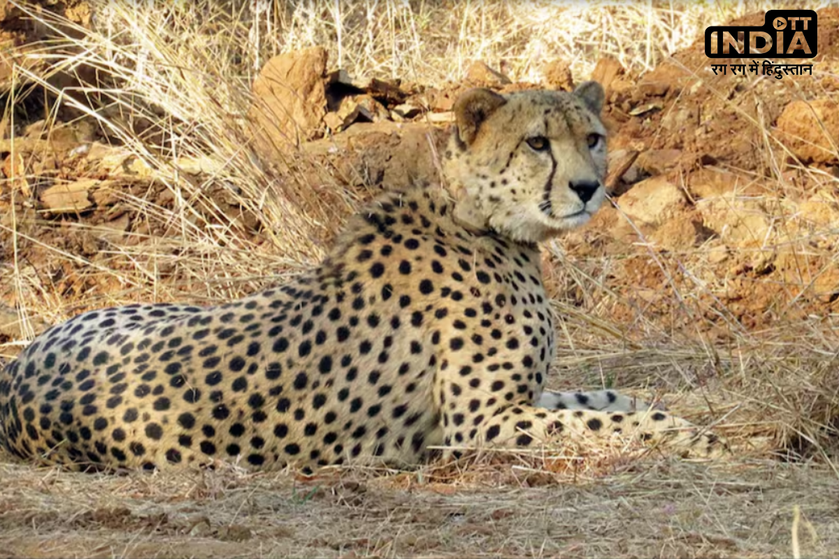 Cheetah Veera Terror: मुरैना में मादा चीता वीरा के ख़ौफ़ से काँप रहे ग्रामीण
